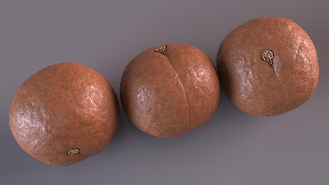 3D Macadamia Nuts in Shell model