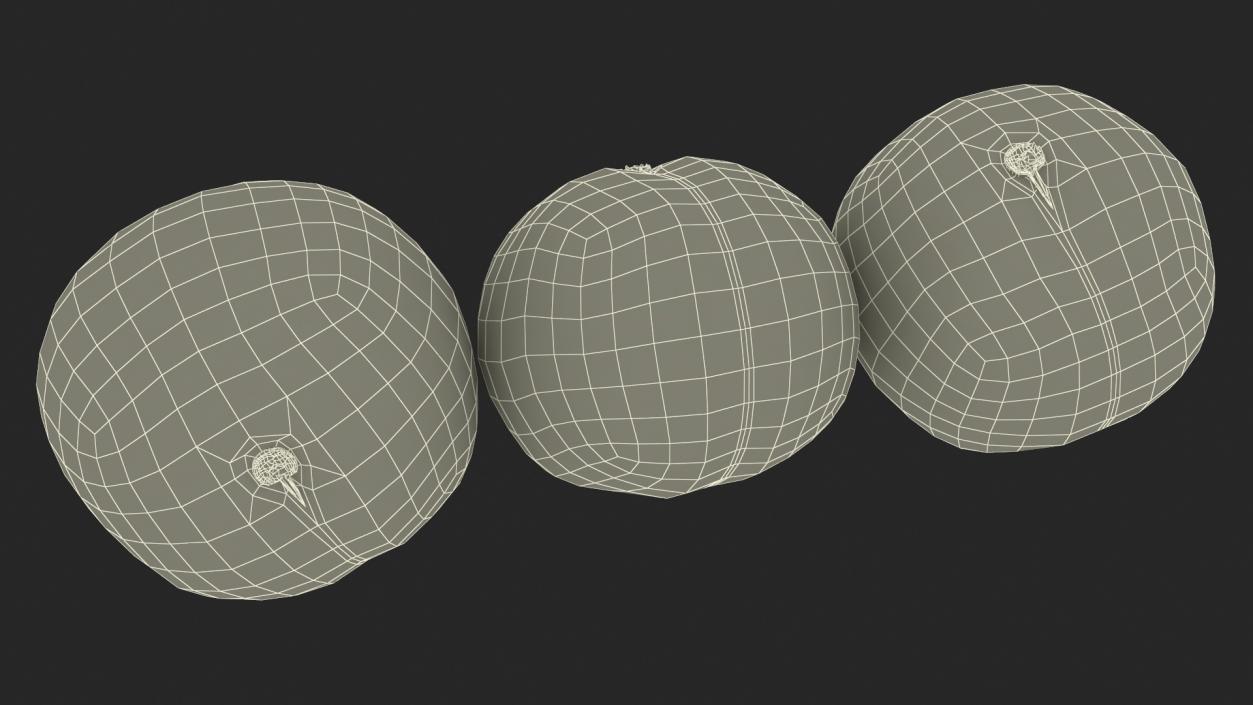 3D Macadamia Nuts in Shell model