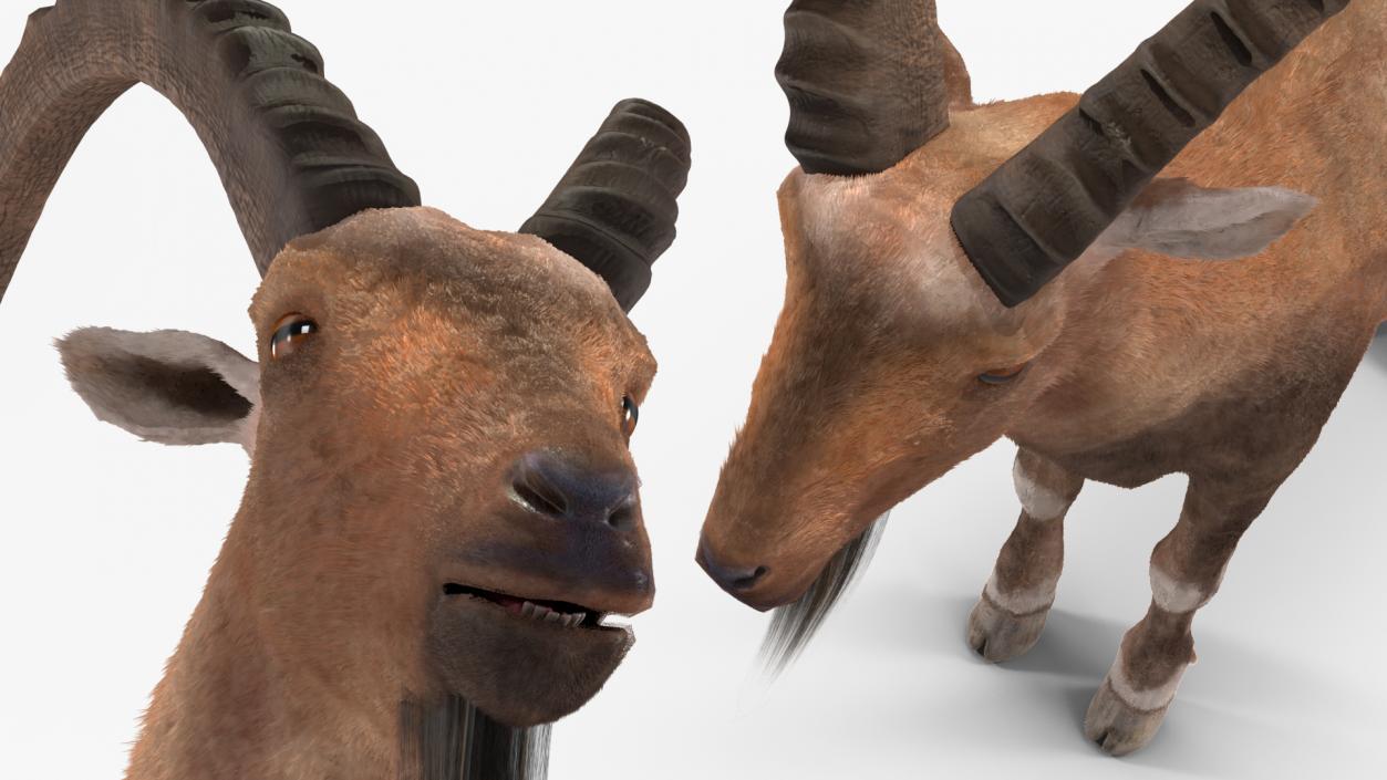 Alpine Ibex Fur Rigged 2 3D model