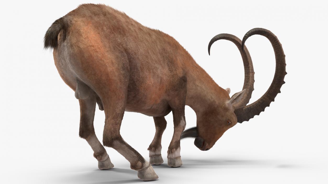 Alpine Ibex Fur Rigged 2 3D model