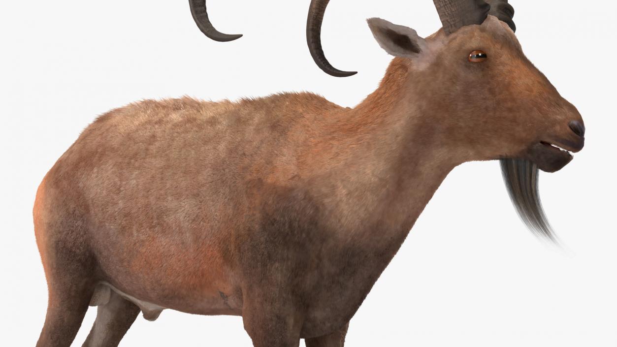 Alpine Ibex Fur Rigged 2 3D model