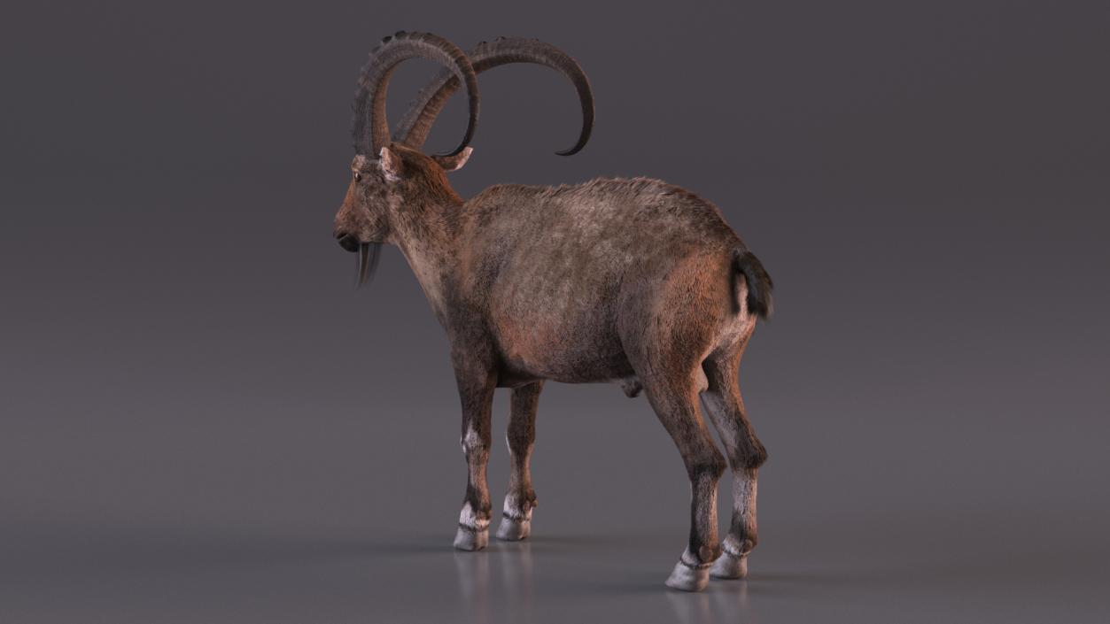 Alpine Ibex Fur Rigged 2 3D model