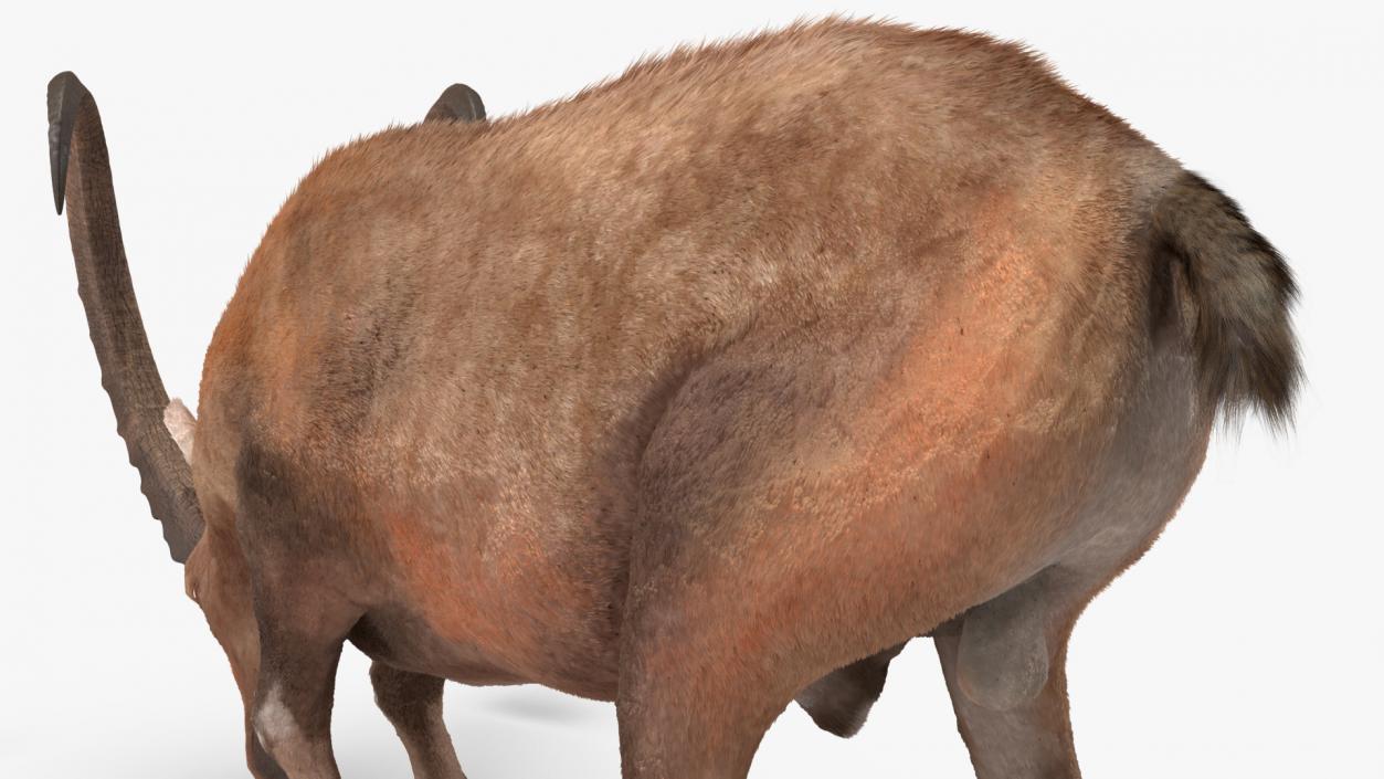 Alpine Ibex Fur Rigged 2 3D model