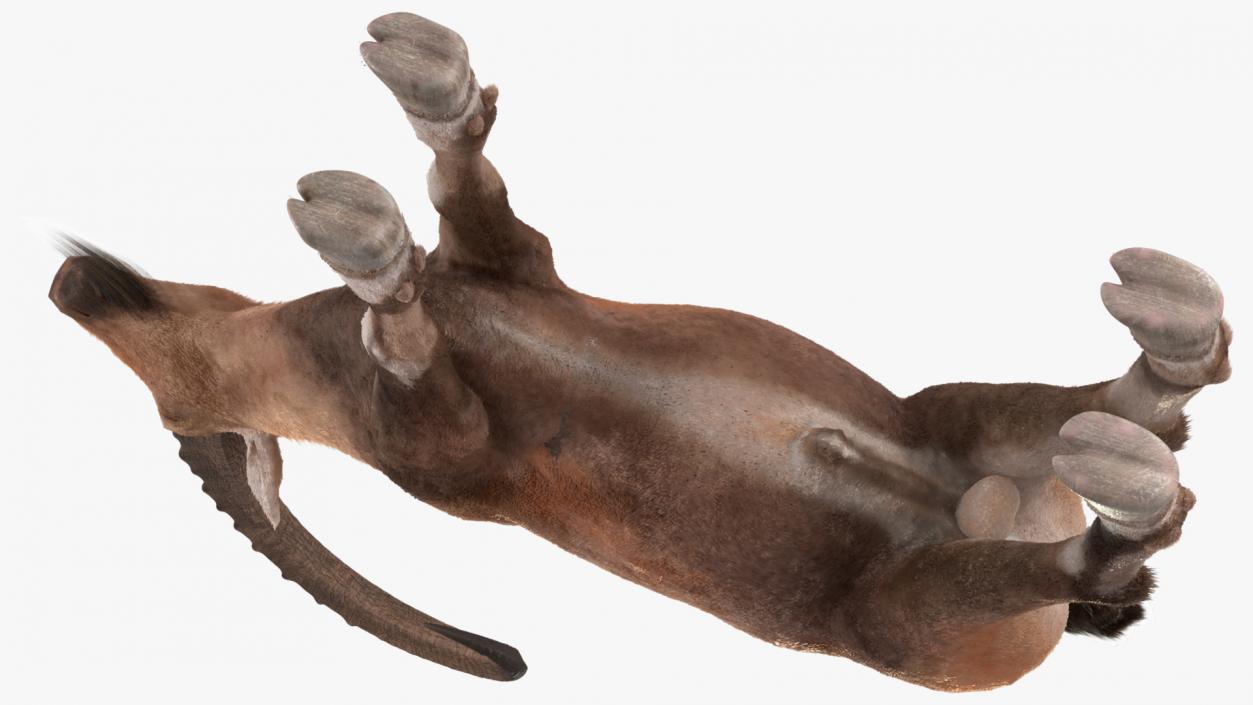 Alpine Ibex Fur Rigged 2 3D model