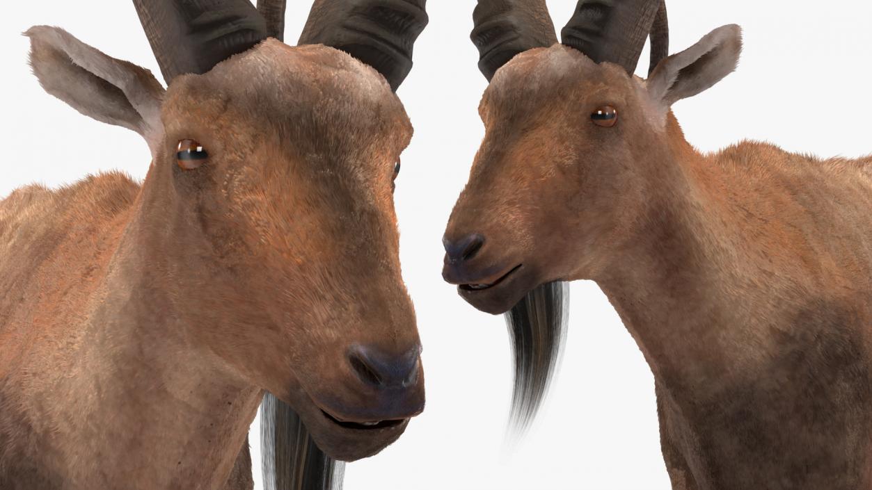 Alpine Ibex Fur Rigged 2 3D model