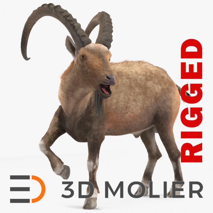 Alpine Ibex Fur Rigged 2 3D model