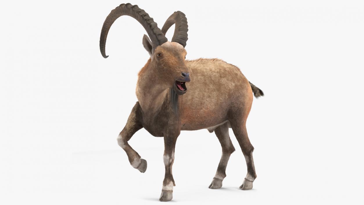 Alpine Ibex Fur Rigged 2 3D model