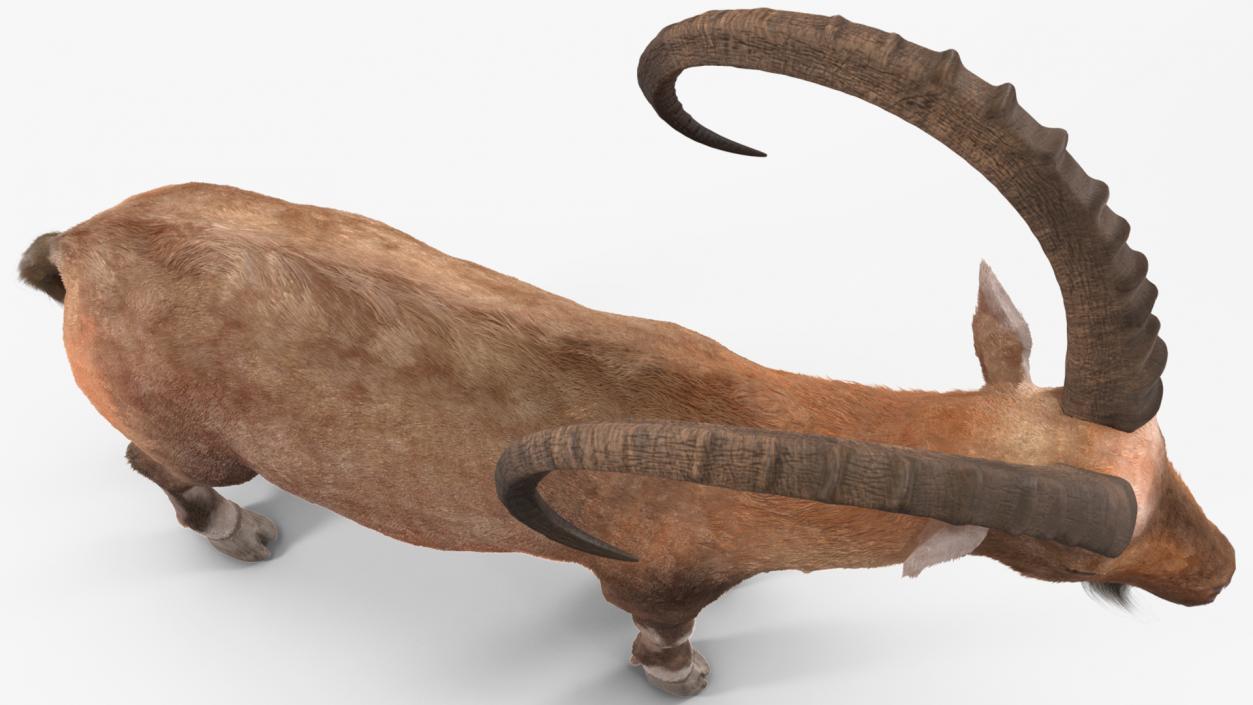 Alpine Ibex Fur Rigged 2 3D model