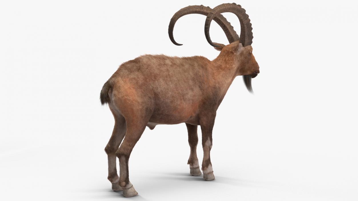 Alpine Ibex Fur Rigged 2 3D model