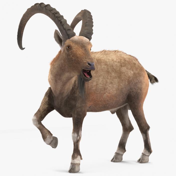 Alpine Ibex Fur Rigged 2 3D model