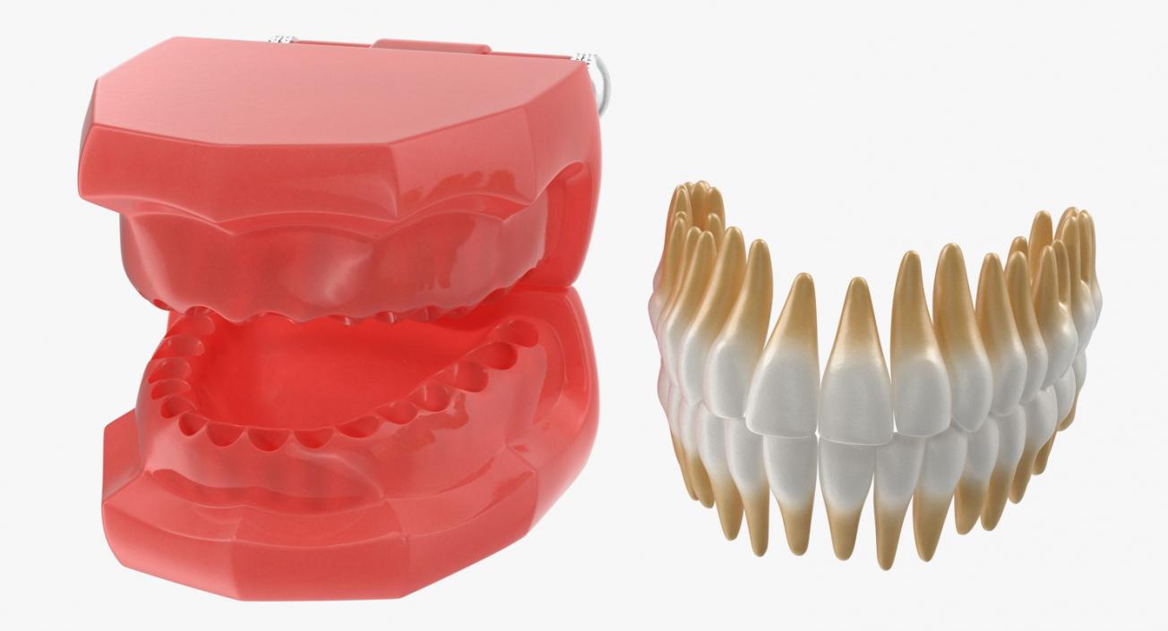 3D model Typodont Teeth Model