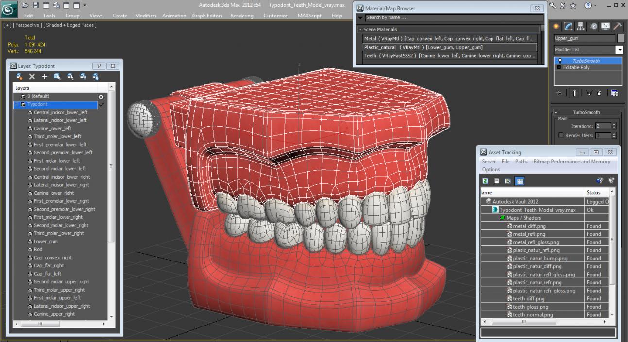 3D model Typodont Teeth Model