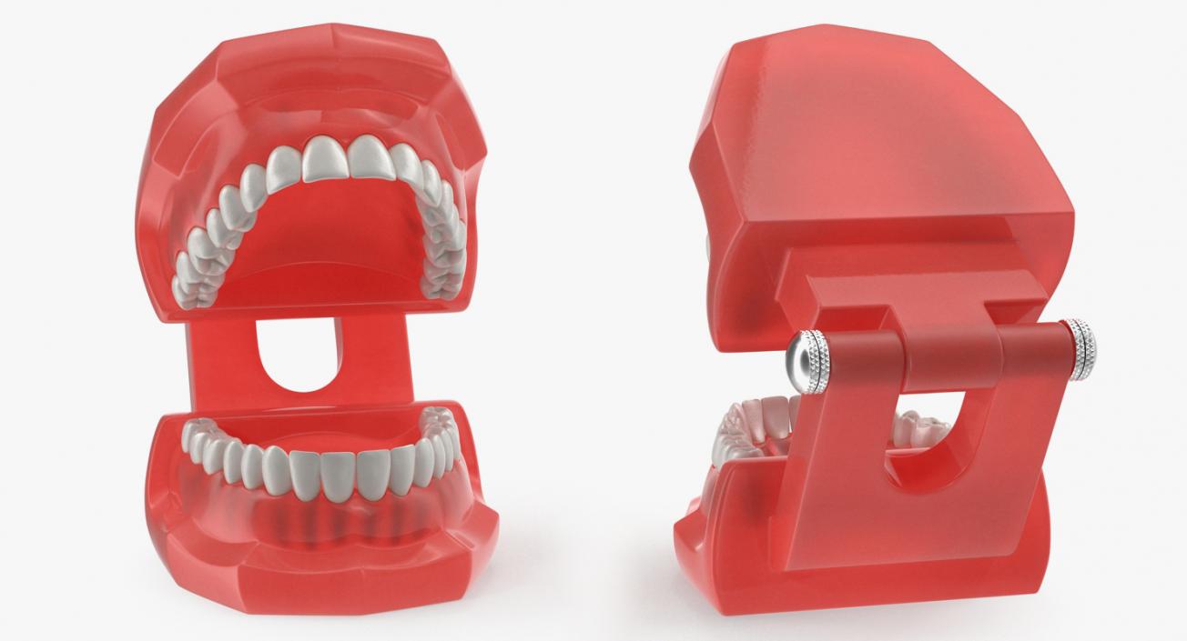 3D model Typodont Teeth Model