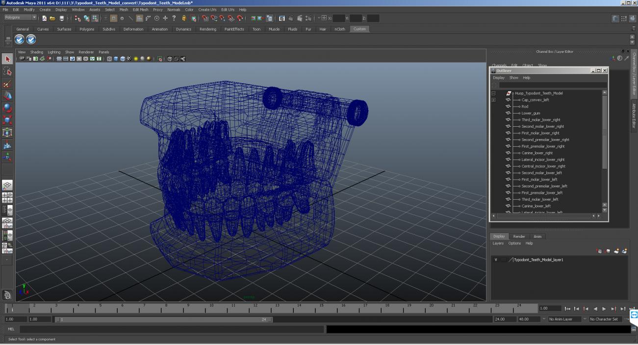 3D model Typodont Teeth Model