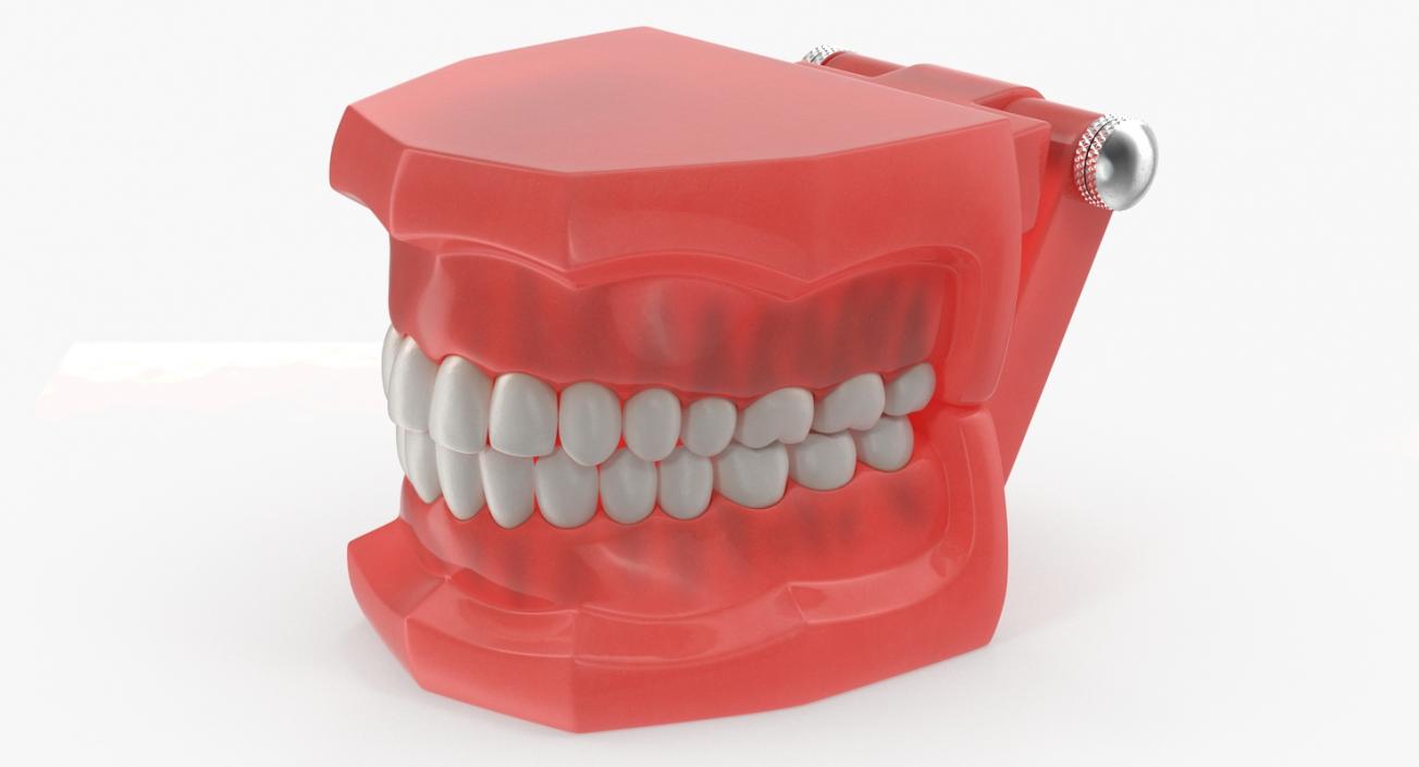 3D model Typodont Teeth Model