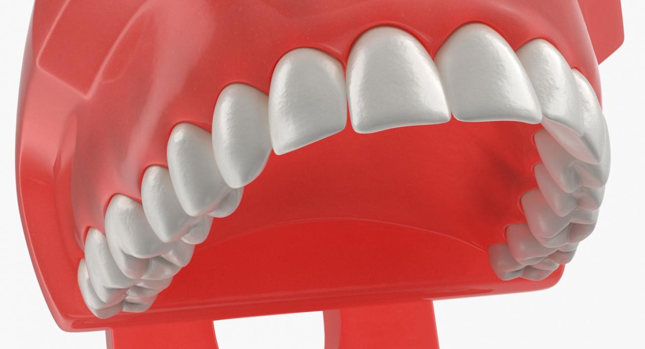 3D model Typodont Teeth Model