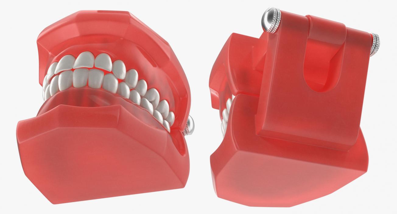 3D model Typodont Teeth Model