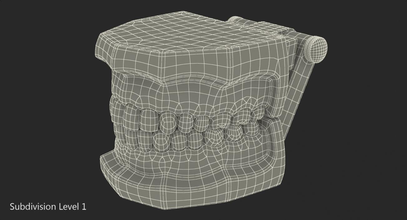 3D model Typodont Teeth Model