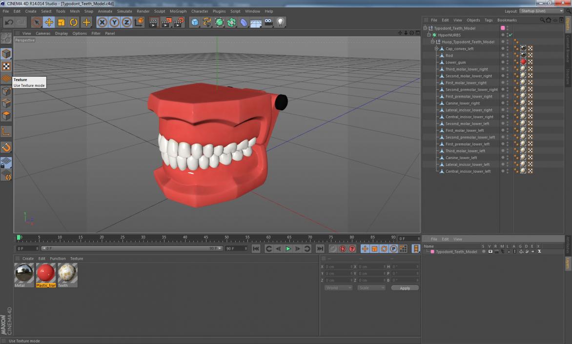 3D model Typodont Teeth Model