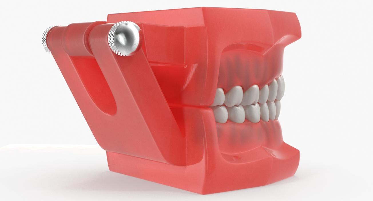 3D model Typodont Teeth Model