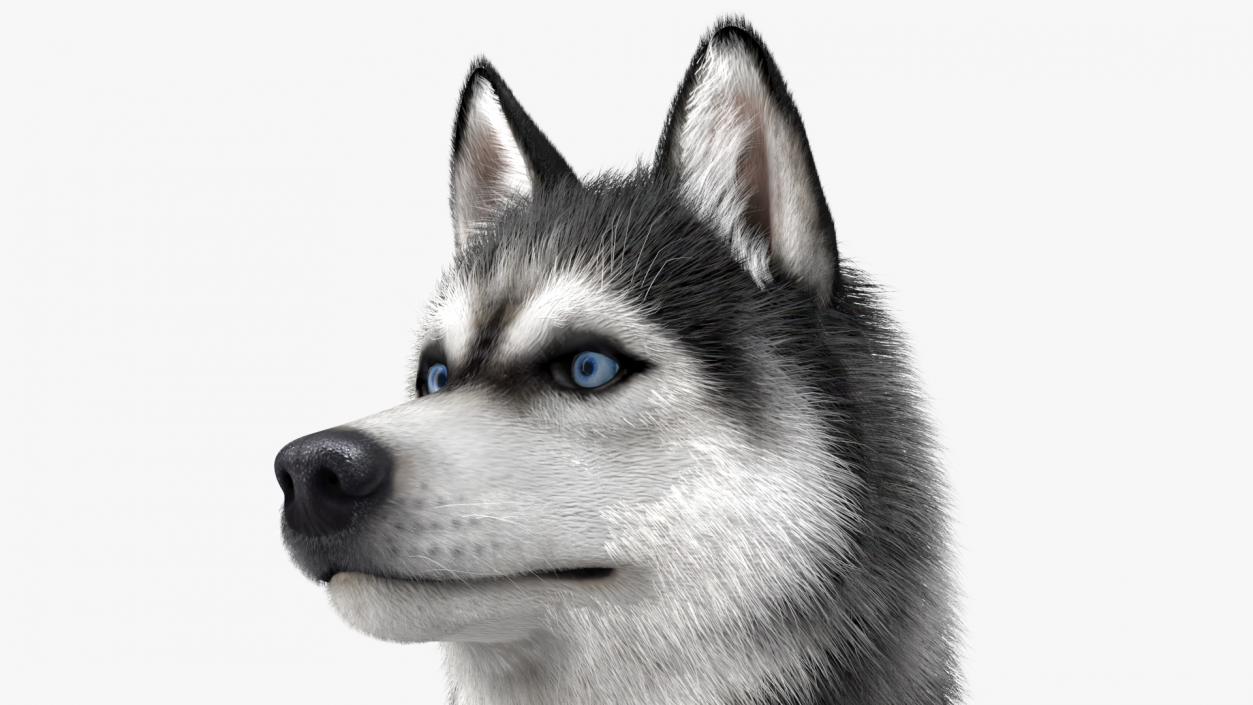 Sitting Husky Dog Black and White Fur 3D