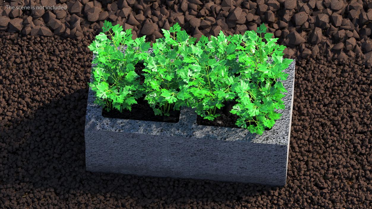 Cinder Block Garden with Parsley 3D