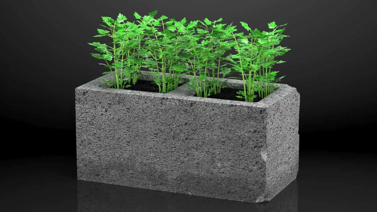 Cinder Block Garden with Parsley 3D