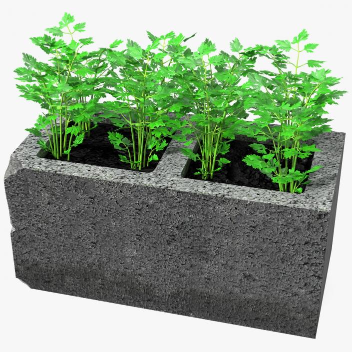 Cinder Block Garden with Parsley 3D