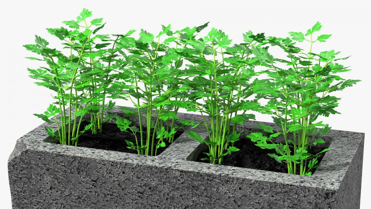 Cinder Block Garden with Parsley 3D