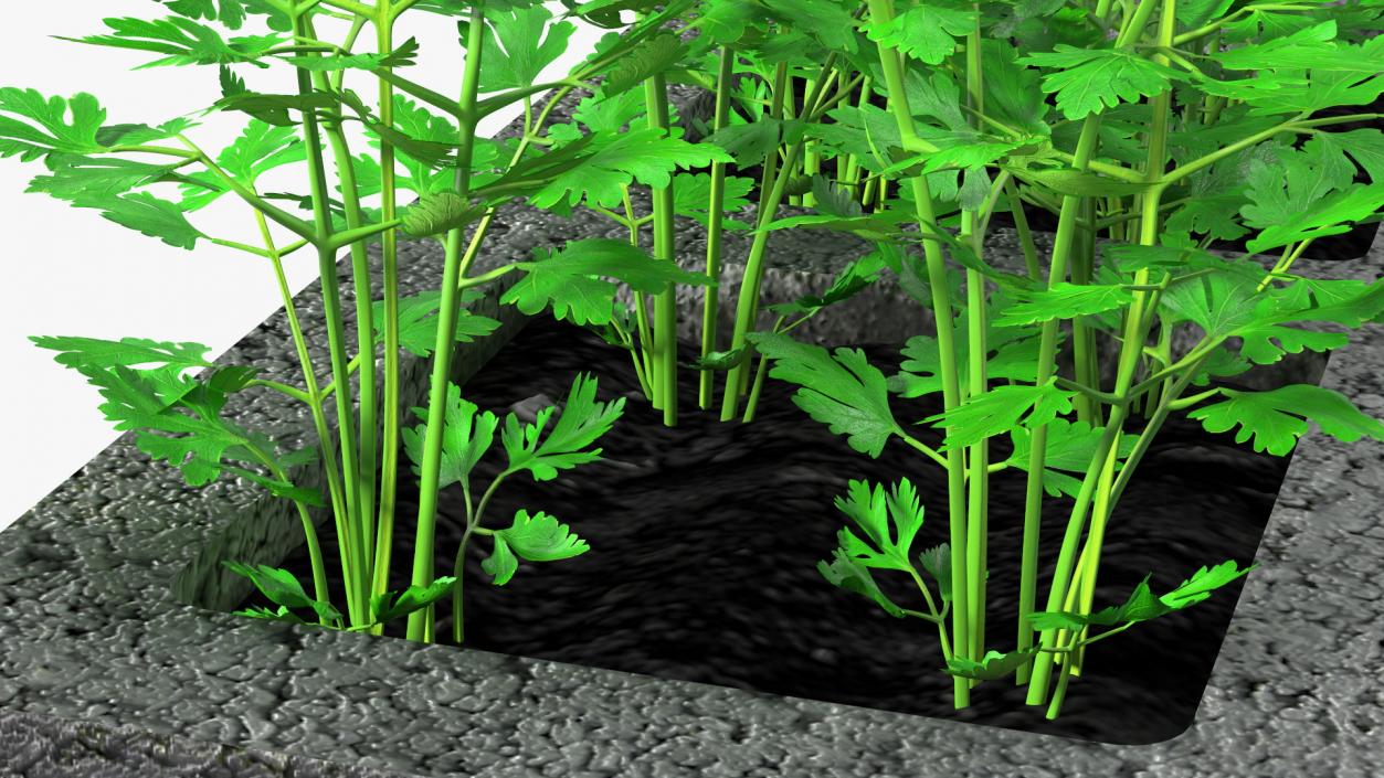 Cinder Block Garden with Parsley 3D