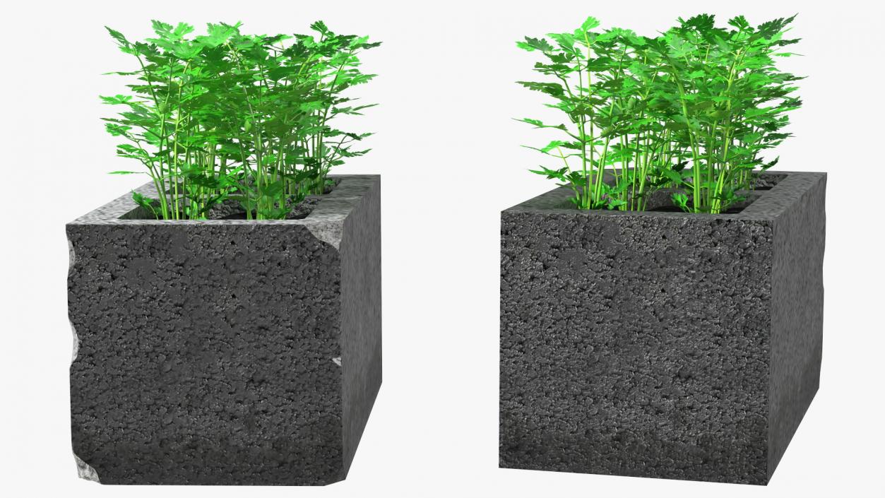 Cinder Block Garden with Parsley 3D