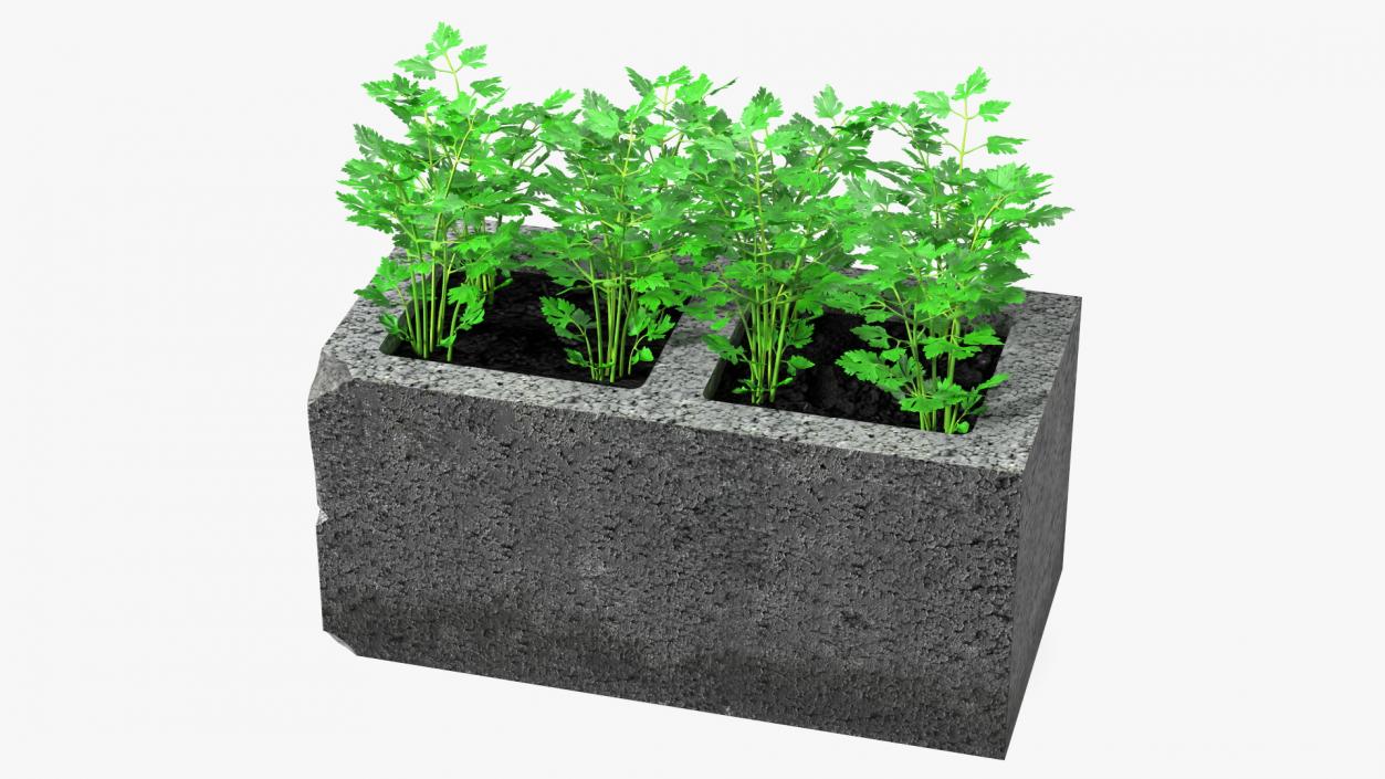 Cinder Block Garden with Parsley 3D