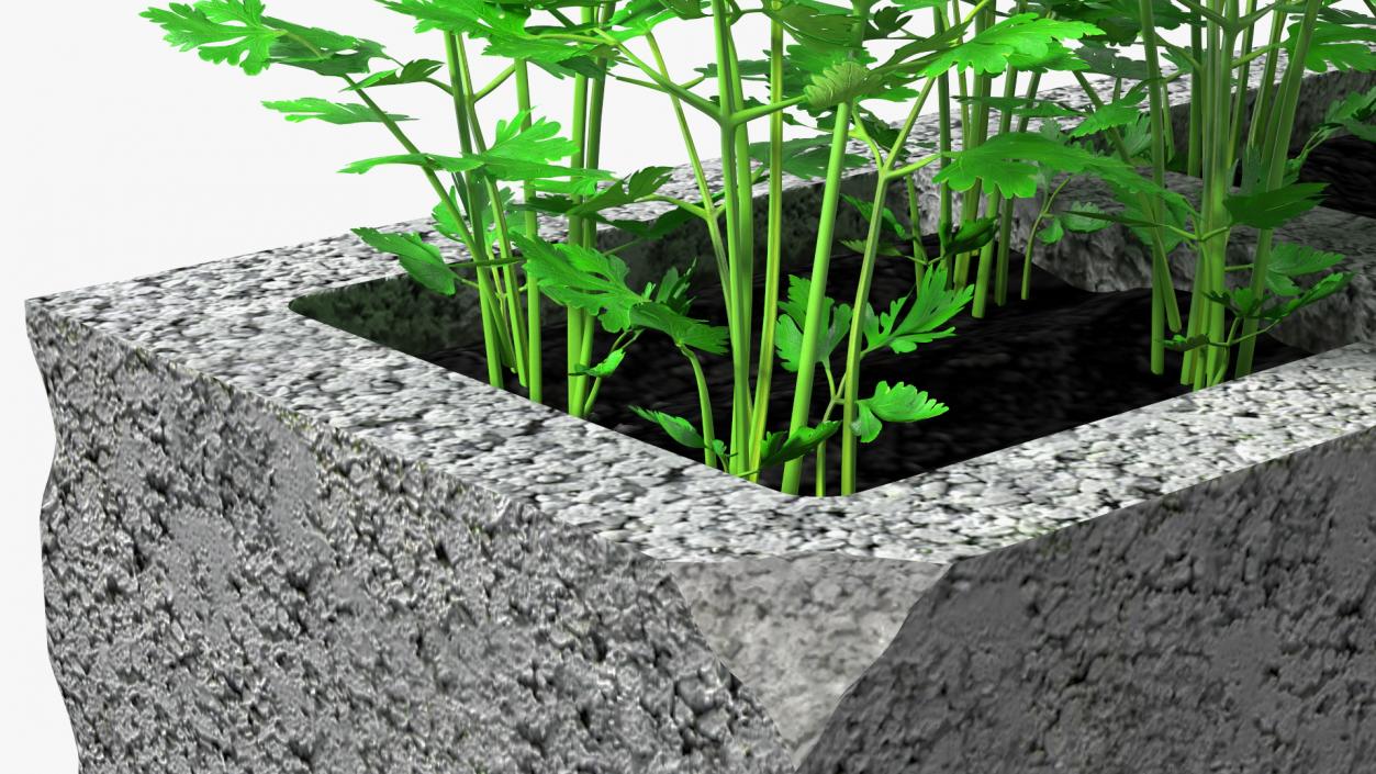 Cinder Block Garden with Parsley 3D