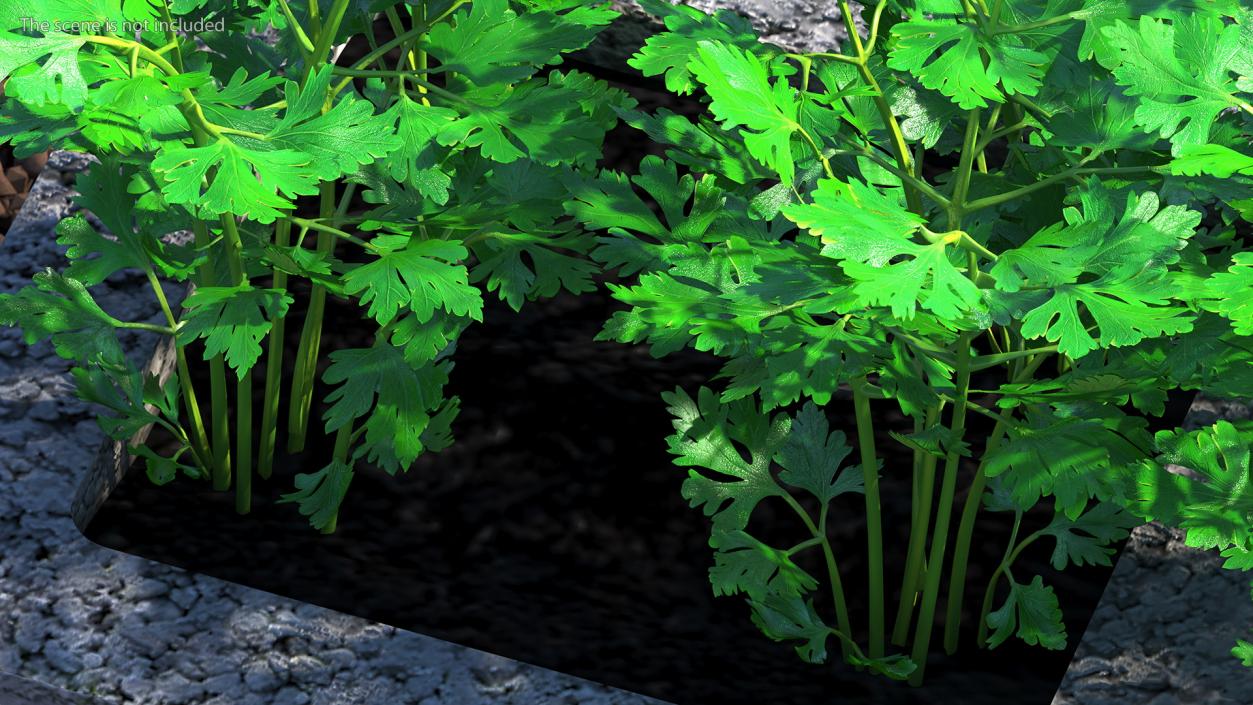 Cinder Block Garden with Parsley 3D