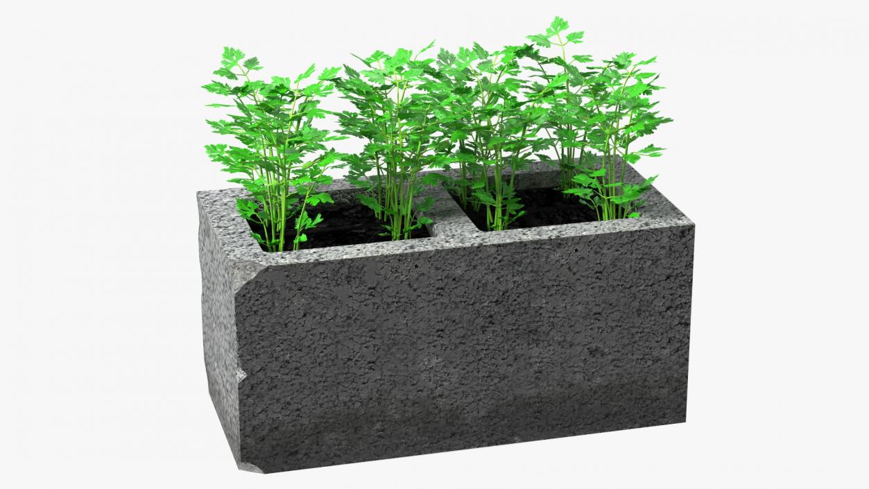 Cinder Block Garden with Parsley 3D