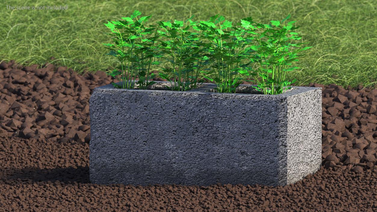 Cinder Block Garden with Parsley 3D