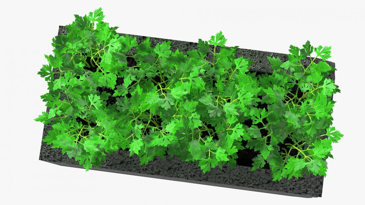 Cinder Block Garden with Parsley 3D