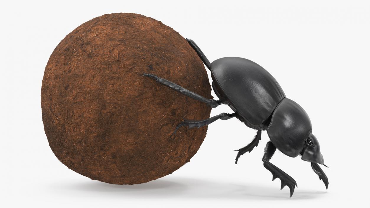 Mud Beetle Pushing Sphere Fur 3D model