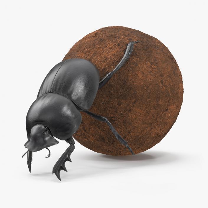 Mud Beetle Pushing Sphere Fur 3D model