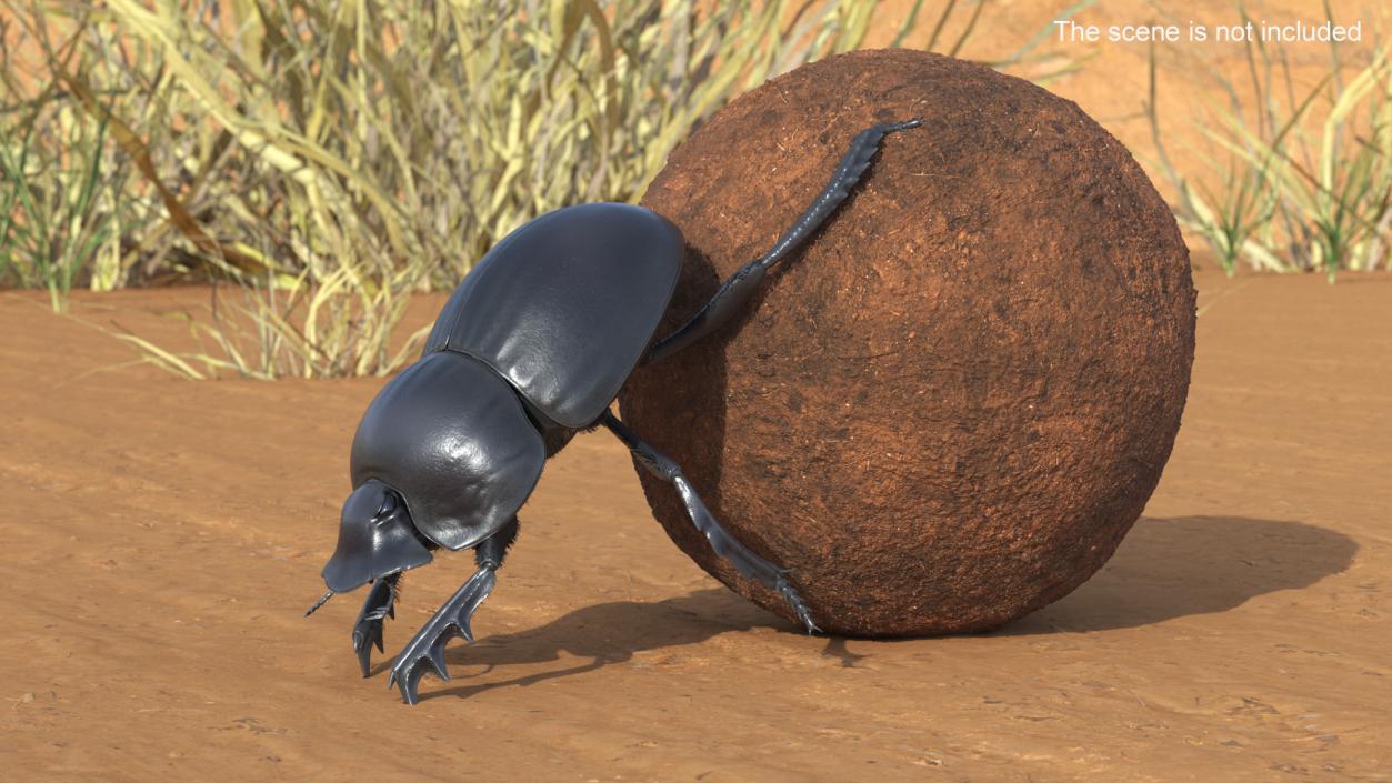 Mud Beetle Pushing Sphere Fur 3D model