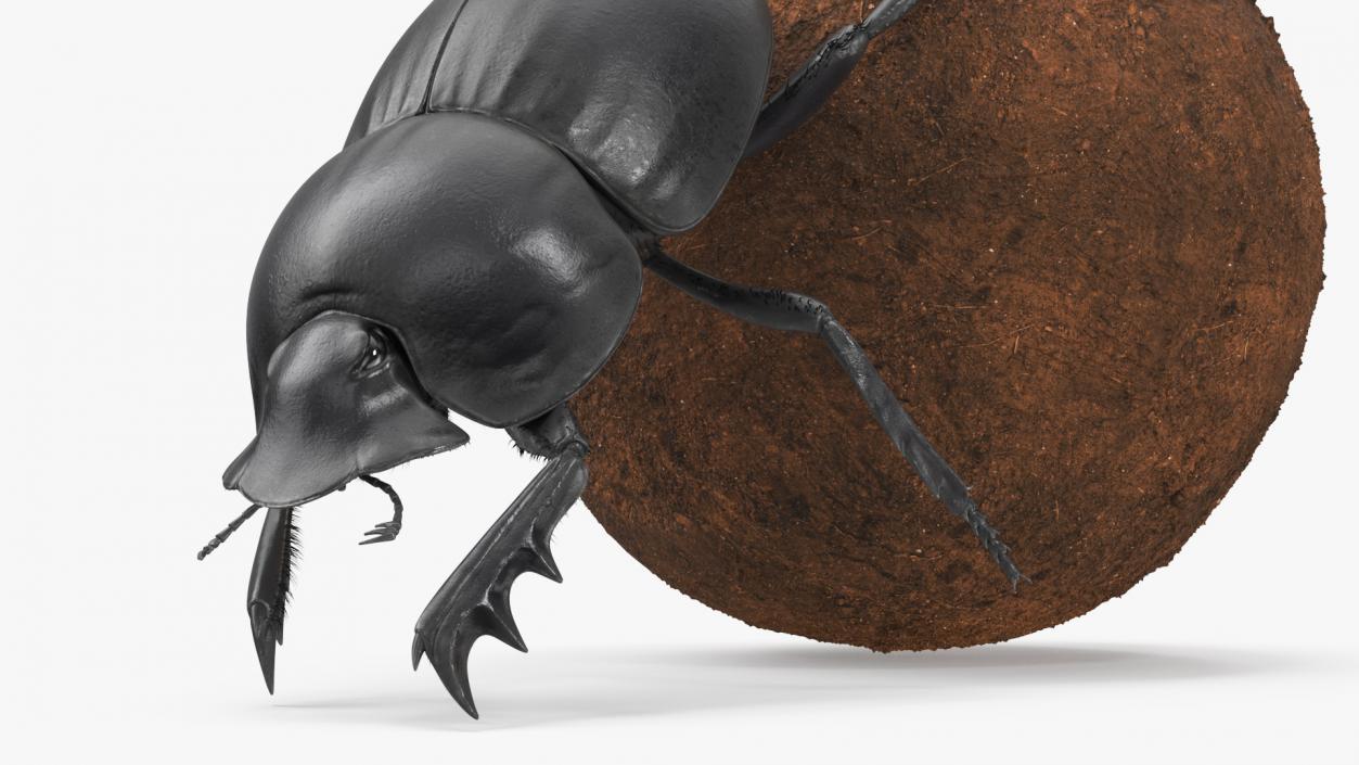 Mud Beetle Pushing Sphere Fur 3D model