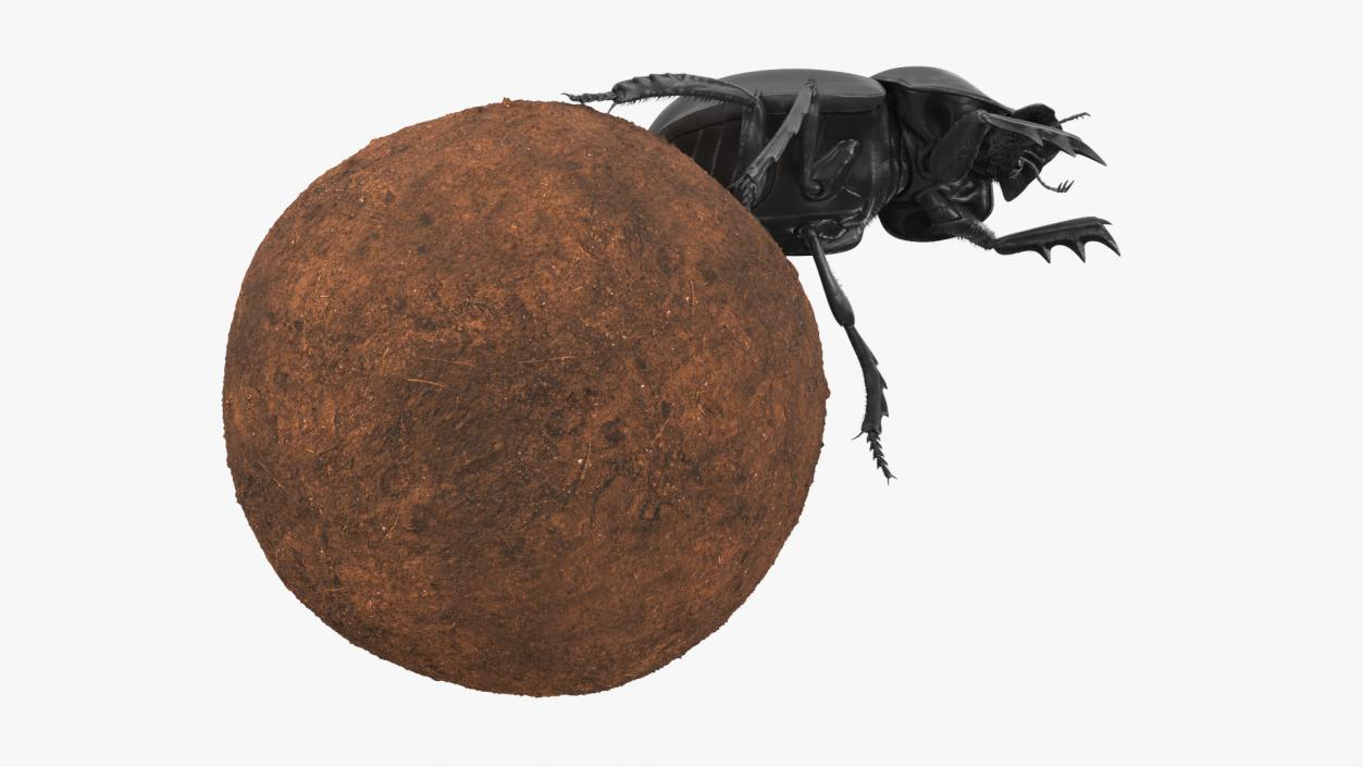 Mud Beetle Pushing Sphere Fur 3D model