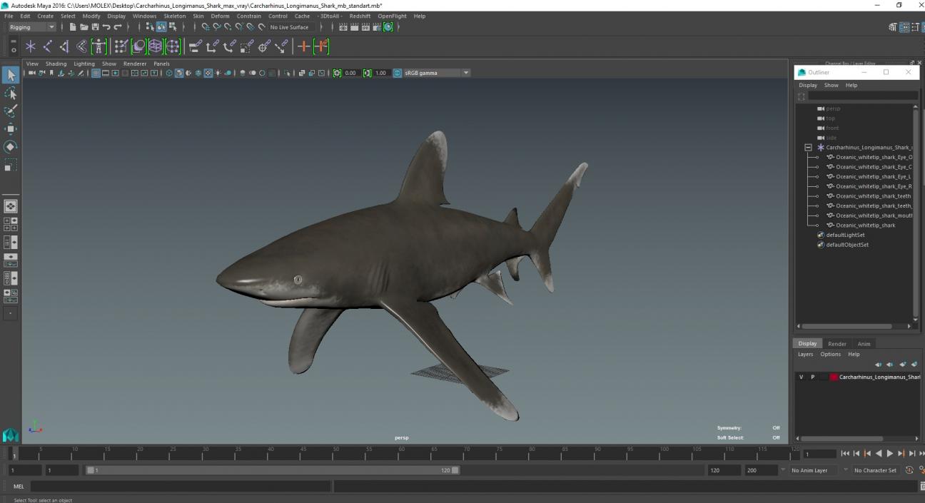 Carcharhinus Longimanus Shark 3D model