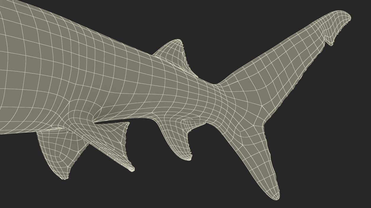 Carcharhinus Longimanus Shark 3D model