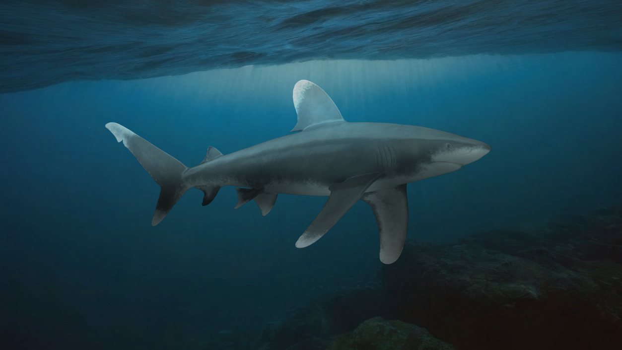 Carcharhinus Longimanus Shark 3D model