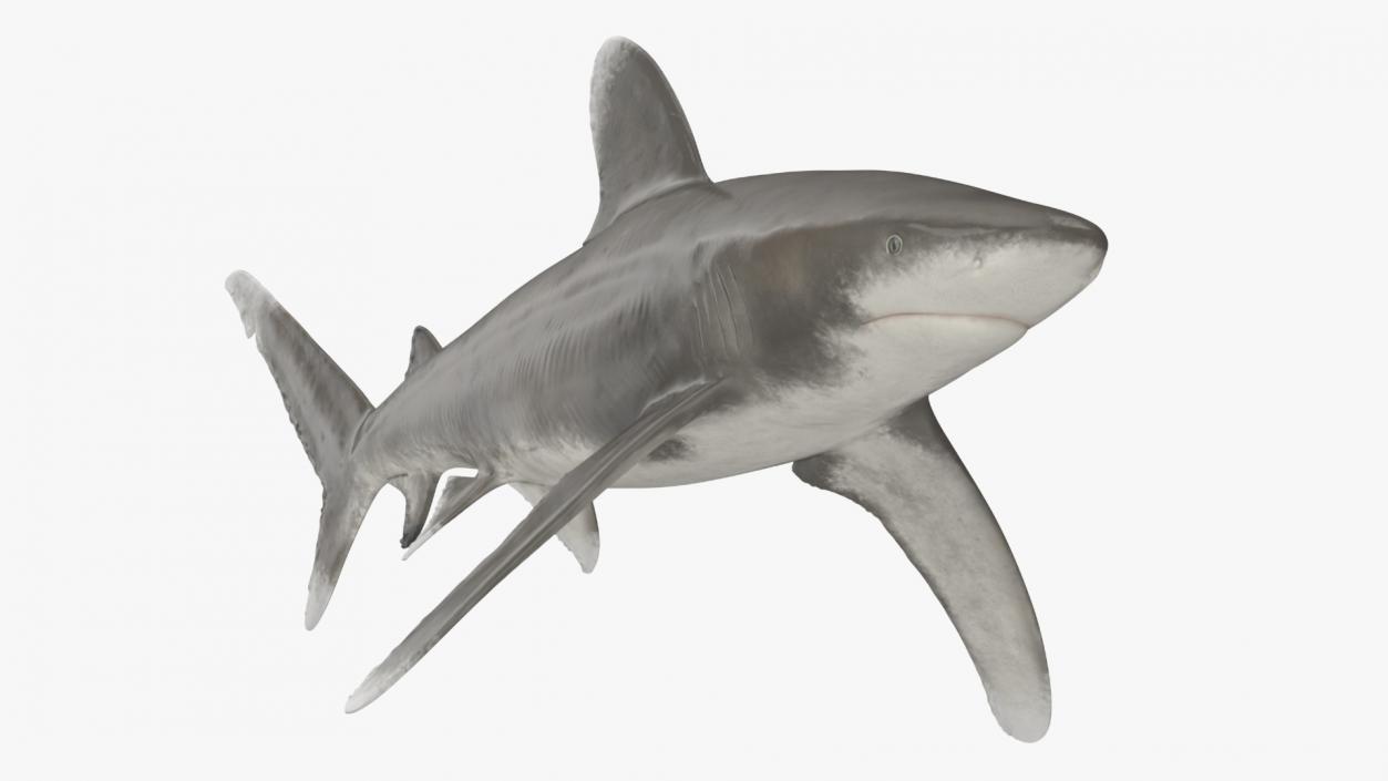 Carcharhinus Longimanus Shark 3D model