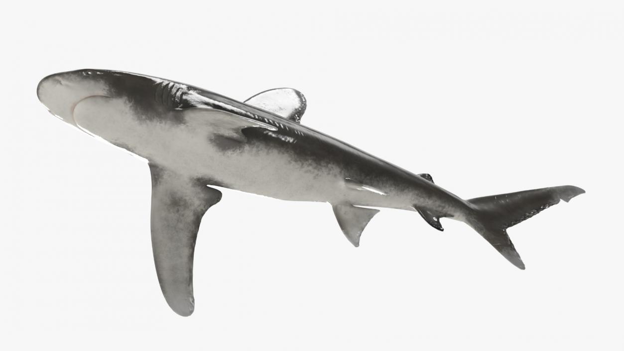 Carcharhinus Longimanus Shark 3D model