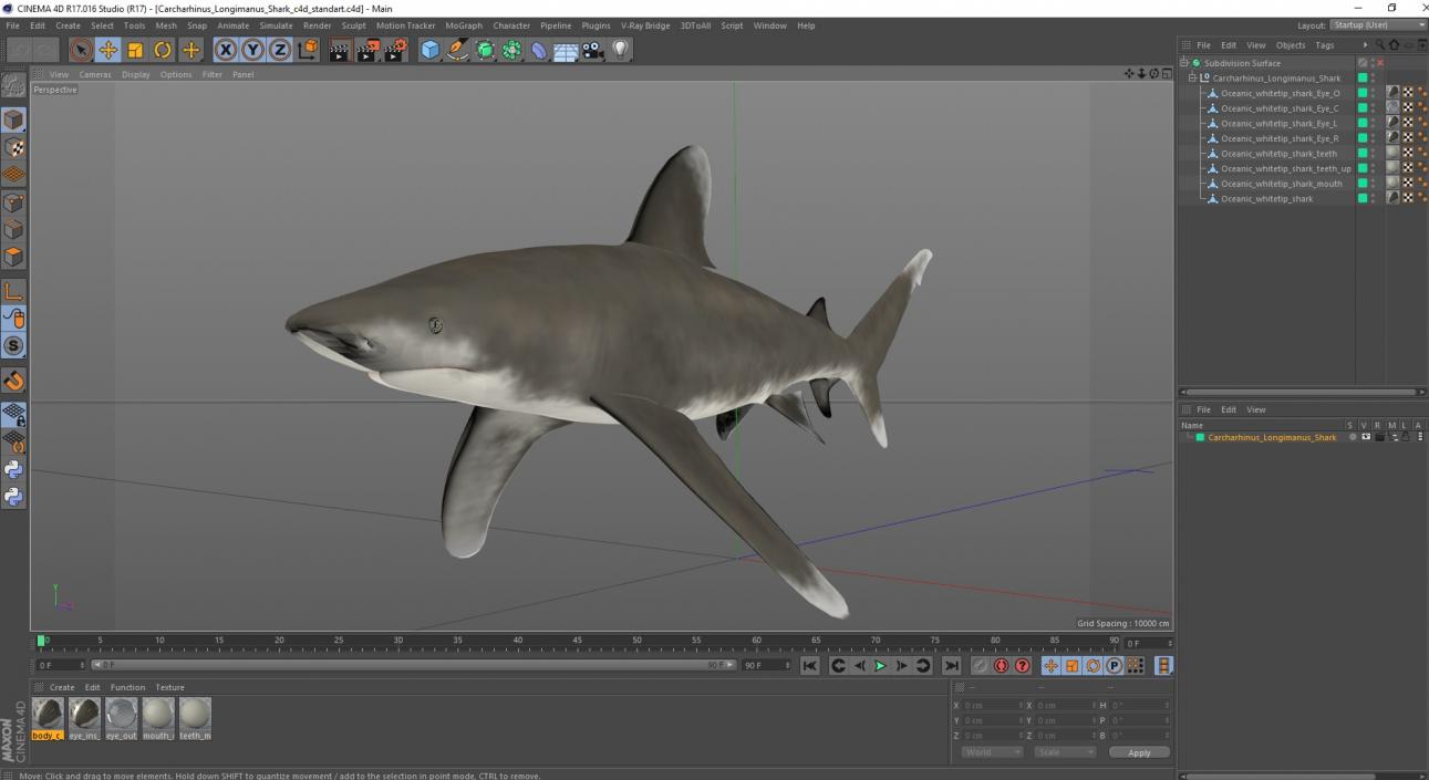 Carcharhinus Longimanus Shark 3D model