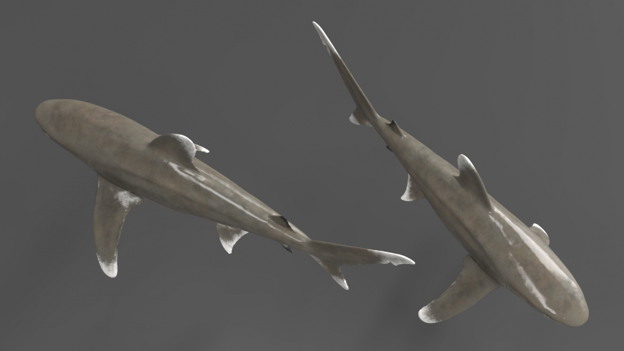 Carcharhinus Longimanus Shark 3D model