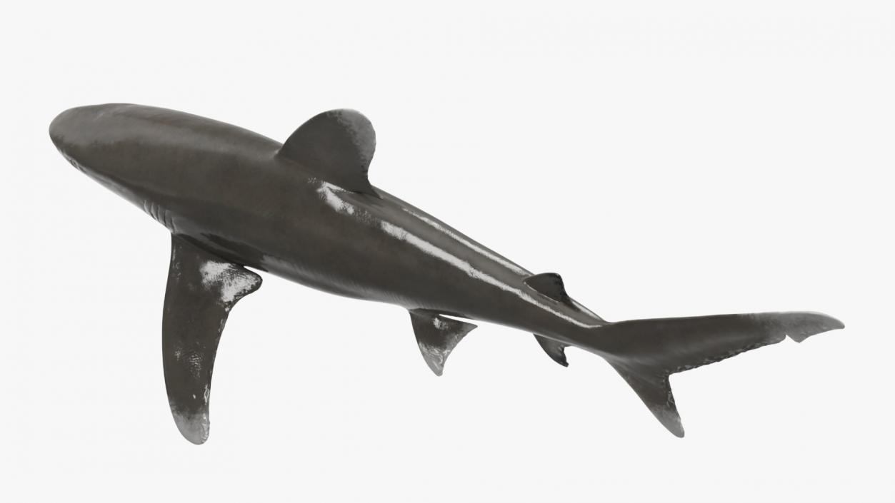 Carcharhinus Longimanus Shark 3D model